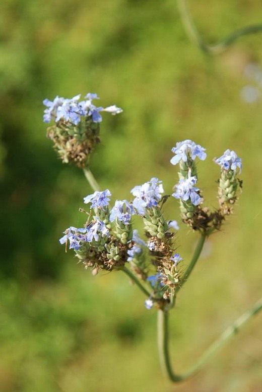 Лаванда (Lavandula)