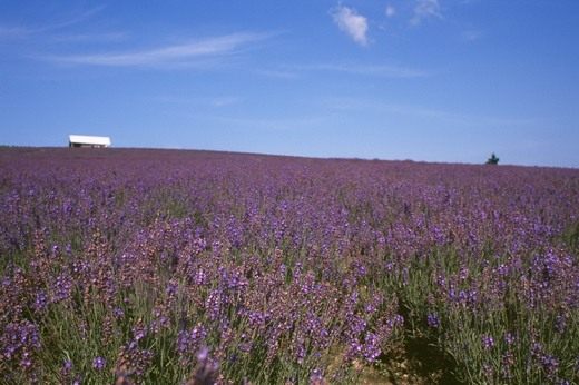 Лаванда (Lavandula)