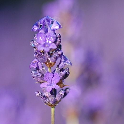 Лаванда (Lavandula)