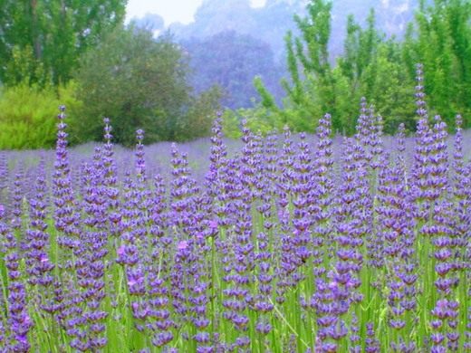 Лаванда (Lavandula)