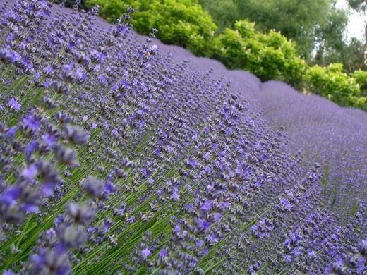 Лаванда (Lavandula)