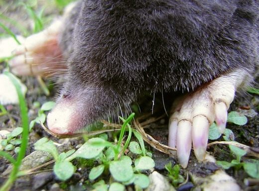 Крот (Talpidae) Крот (Talpidae)
