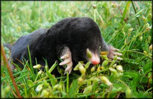 ���� (Talpidae)