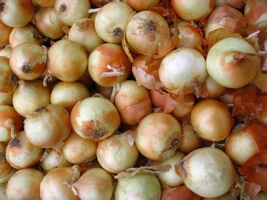 Лук репчатый (allium cepa) Лук репчатый (allium cepa)
