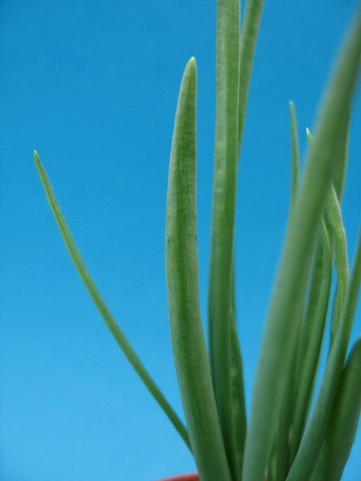 Лук репчатый (allium cepa) Лук репчатый (allium cepa)