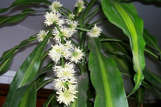 Драцена (dracaena) Драцена (dracaena)