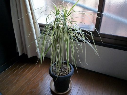 Драцена (dracaena) Драцена (dracaena)