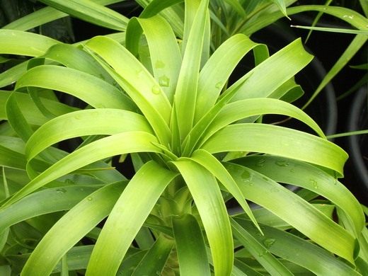 Драцена (dracaena) Драцена (dracaena)