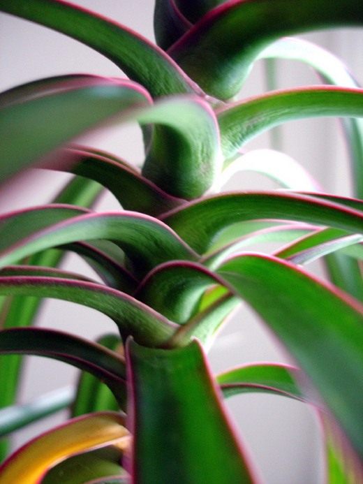 Драцена (dracaena) Драцена (dracaena)