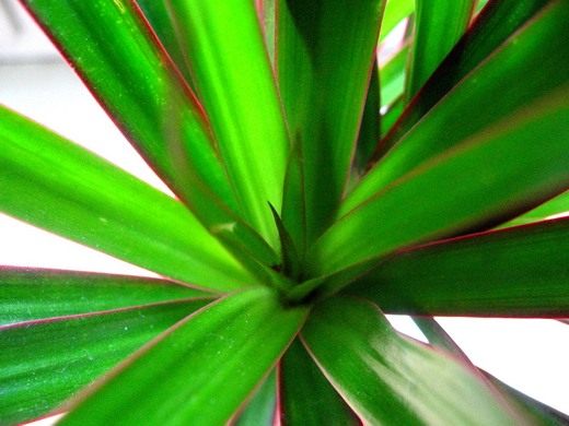 Драцена (dracaena) Драцена (dracaena)
