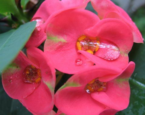 Молочай Миля Euphorbia-milii03