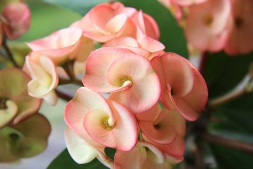 Молочай Миля (Euphorbia speciosa) Молочай Миля (Euphorbia speciosa)