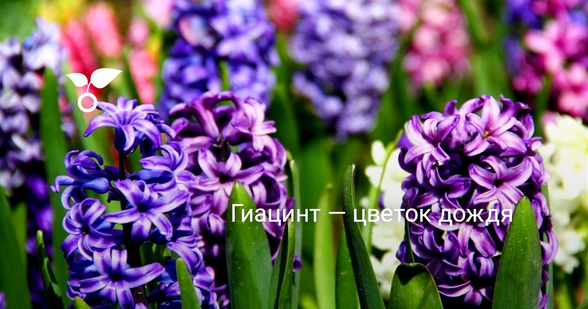 Салаты сад и огород Салаты сад и огород