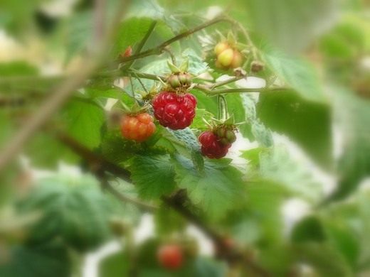 ������ (raspberries)