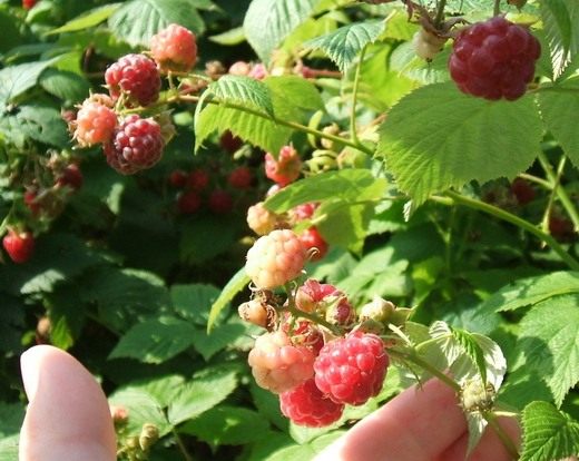 ������ (raspberries)