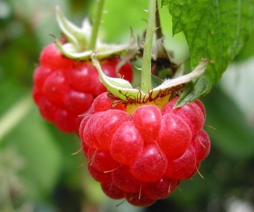 ������ (raspberries)