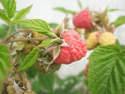 ������ (raspberries)