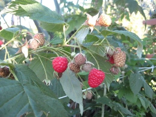 ������ (raspberries)