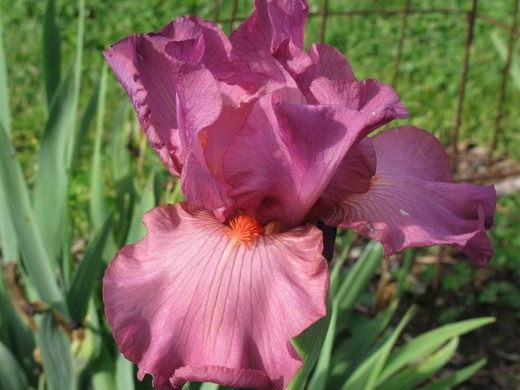 (Iris)