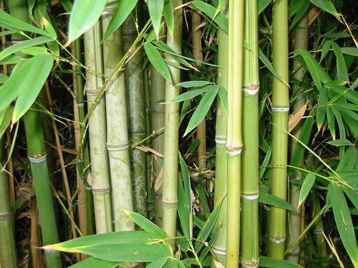  (Bamboo)