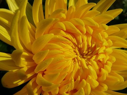 Сообщение целиком и комментарии к нему.  Хризантема (Сrysanthemum).  Записи Ponka.