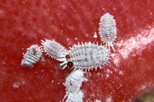  (Mealybug)