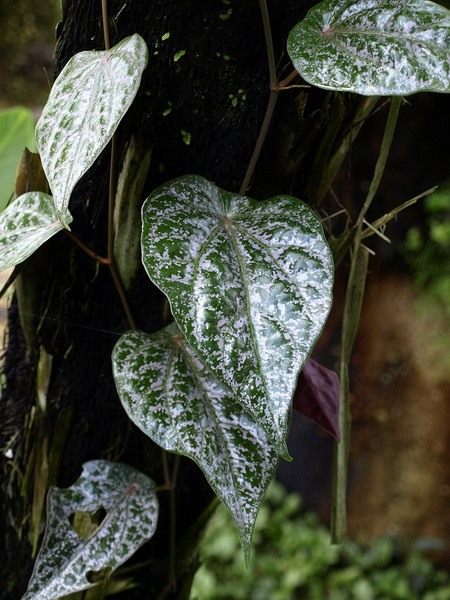  (Peperomia)