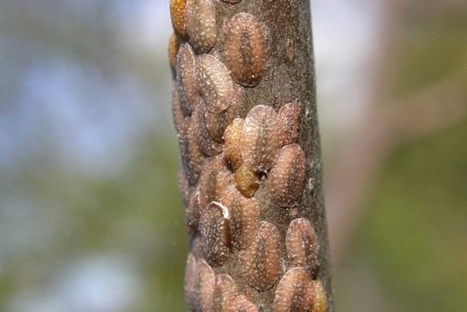  (Coccids)