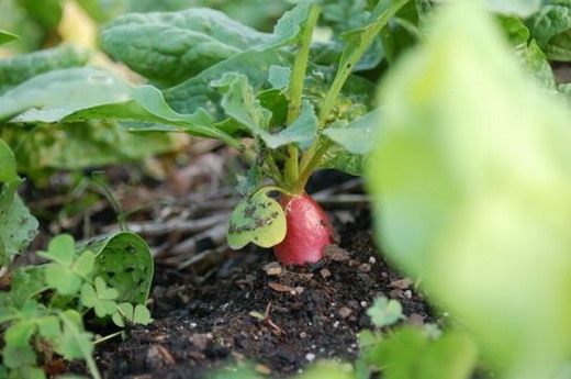 ����� (Garden radish)