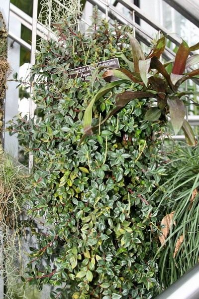  (Peperomia)