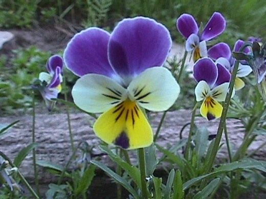 Анютины глазки (Viola tricolor) Анютины глазки (Viola tricolor)