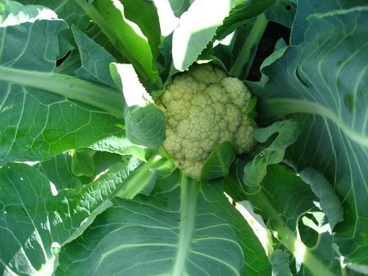   (Cauliflower)