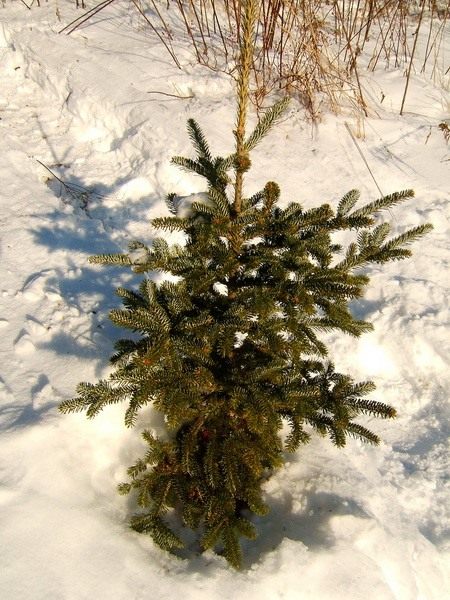 Ель Ель