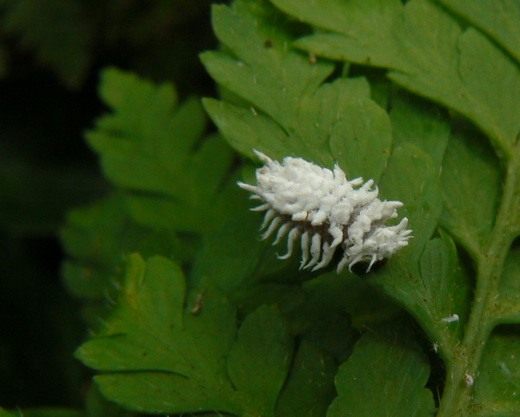   (Mealybug)