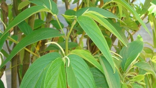  (Peperomia)