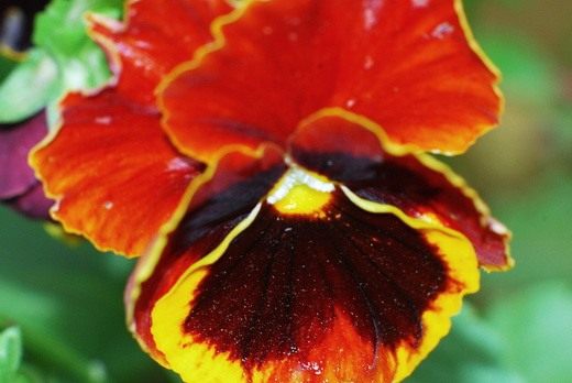Анютины глазки (Viola tricolor) Анютины глазки (Viola tricolor)