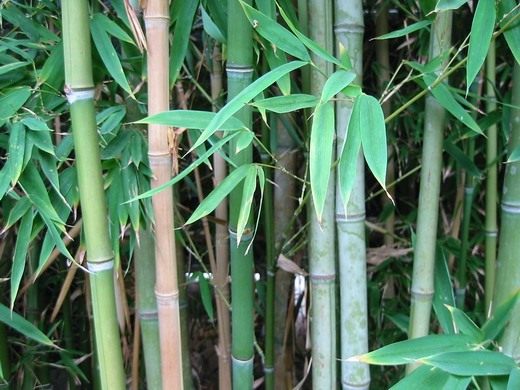  (Bamboo)