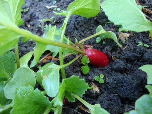 ����� (Garden radish)