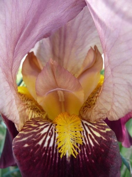 (Iris)