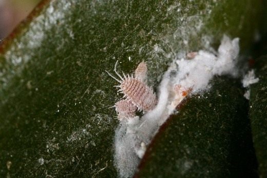   (Mealybug)
