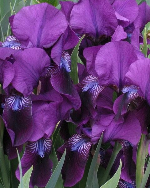 (Iris)