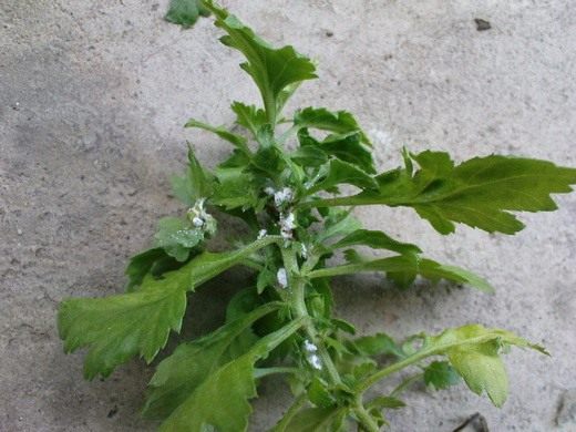   (Mealybug)