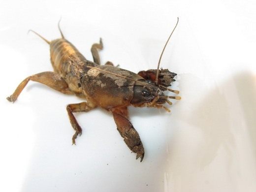 5_Mole-cricket.jpg