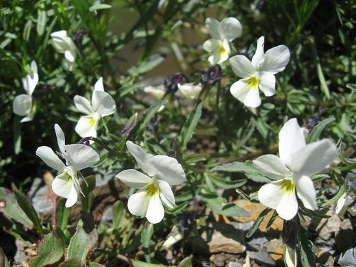 Анютины глазки (Viola tricolor) Анютины глазки (Viola tricolor)