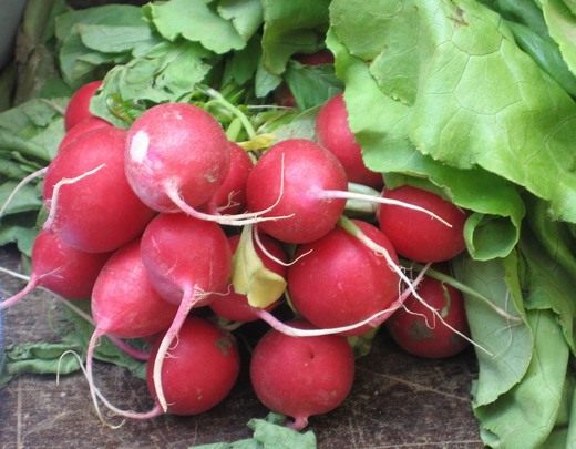 ����� (Garden radish)