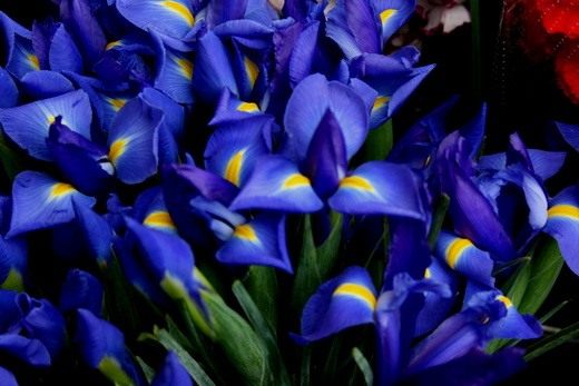 (Iris)