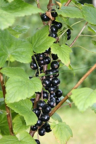 ��������� (Currant)