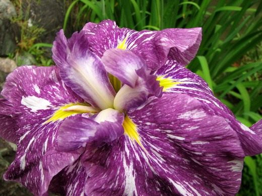 (Iris)