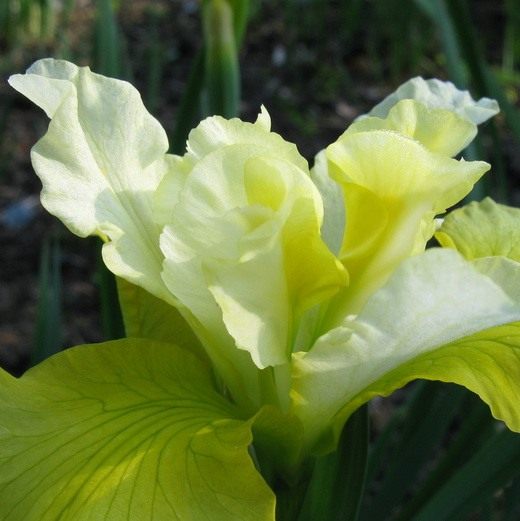(Iris)