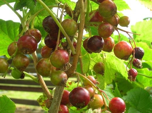 Смородина (Currant)